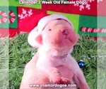 Small Photo #28 Dogo Argentino Puppy For Sale in PINEVILLE, MO, USA