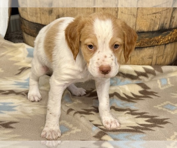 Medium Photo #6 Brittany Puppy For Sale in ORRUM, NC, USA