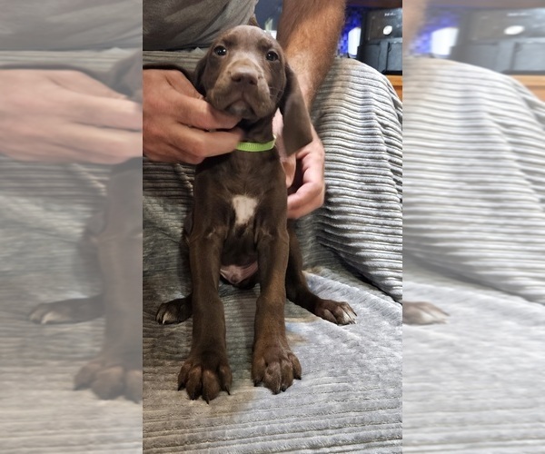 Medium Photo #7 German Shorthaired Pointer Puppy For Sale in FLIPPIN, AR, USA
