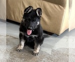Small #27 German Shepherd Dog