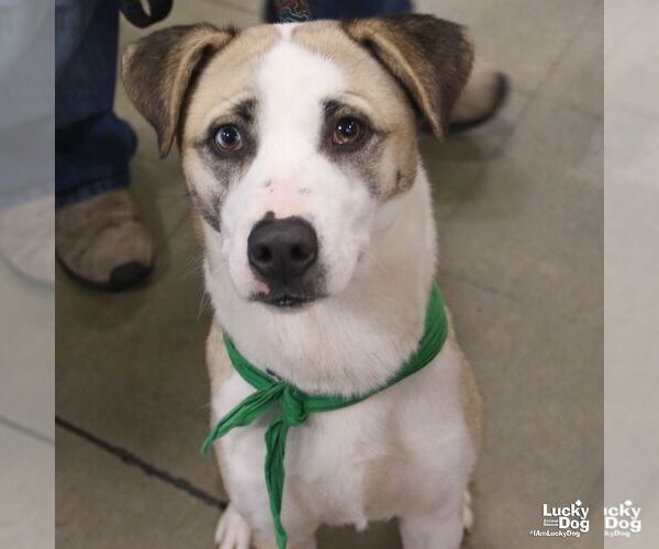 Medium Photo #3 Retriever -Unknown Mix Puppy For Sale in Washington, DC, USA