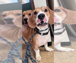 Small Photo #5 Bagle Hound Puppy For Sale in Brookville, OH, USA