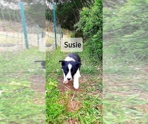 Border Collie Puppy for sale in CLARKRANGE, TN, USA