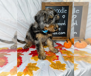 Schnoodle (Miniature) Puppy for sale in NOVI, MI, USA