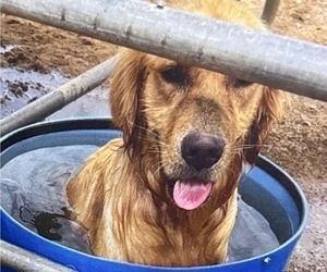 Father of the Goldendoodle puppies born on 06/25/2025