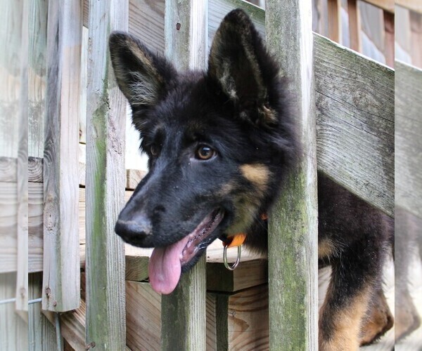 Medium Photo #4 German Shepherd Dog Puppy For Sale in WARRENTON, NC, USA