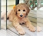 Small Photo #1 Poodle (Standard) Puppy For Sale in WILSON, CT, USA