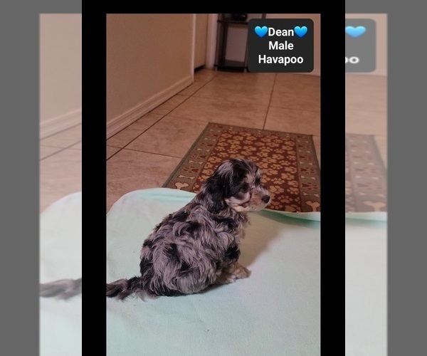 Medium Photo #3 Havapoo Puppy For Sale in TUCSON, AZ, USA