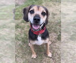 Small Beagle Mix