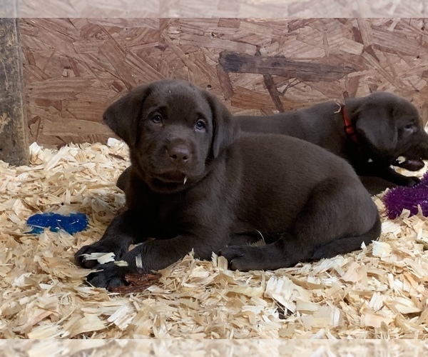 Medium Photo #3 Labrador Retriever Puppy For Sale in ASHVILLE, AL, USA