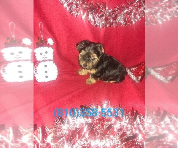 Medium Photo #1 Yorkshire Terrier Puppy For Sale in LAPEER, MI, USA