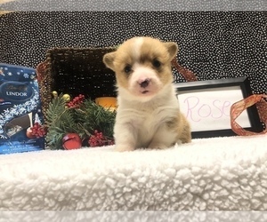Pembroke Welsh Corgi Puppy for sale in ARTHUR, IL, USA