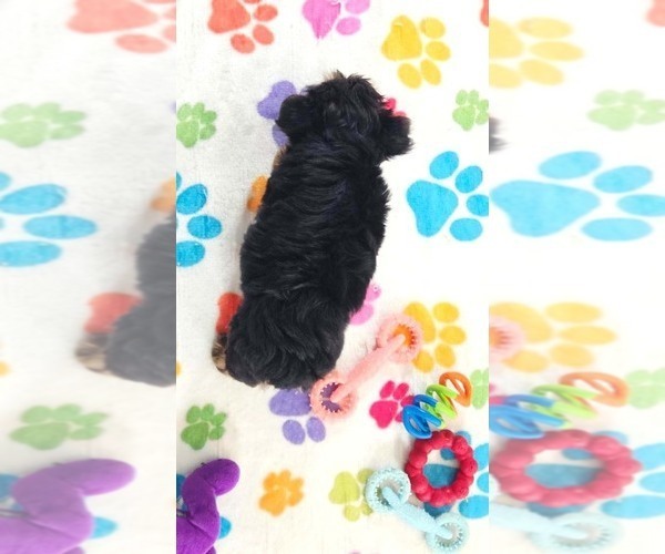 Medium Photo #8 Yorkshire Terrier Puppy For Sale in ORO VALLEY, AZ, USA
