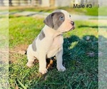 Small #2 American Bulldog