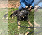 Small #2 German Shepherd Dog