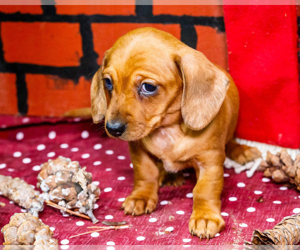 Medium Photo #3 Dachshund Puppy For Sale in WAKARUSA, IN, USA