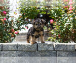 Small Photo #15 YorkiePoo Puppy For Sale in WARSAW, IN, USA