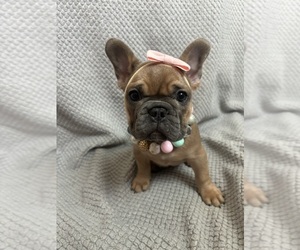 French Bulldog Puppy for sale in ALLENTOWN, PA, USA