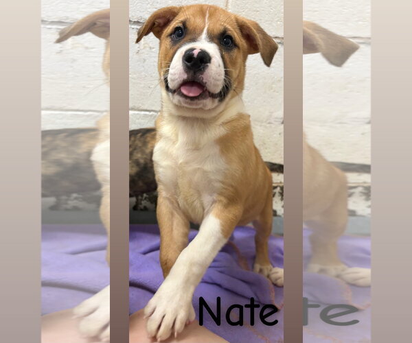 Medium Photo #1 American Pit Bull Terrier-Unknown Mix Puppy For Sale in Wetumpka, AL, USA