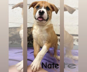 American Pit Bull Terrier-Unknown Mix Dogs for adoption in Wetumpka, AL, USA