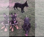 Puppy Fluffy German Shepherd Dog