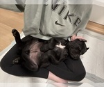Small #3 Cane Corso