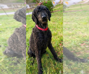 Poodle (Standard) Dogs for adoption in Mobile, AL, USA