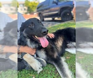 German Shepherd Dog Dogs for adoption in Cupertino, CA, USA