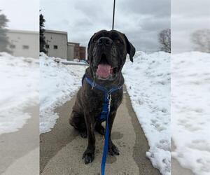 Mastiff Dogs for adoption in Boston, MA, USA