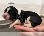 Puppy Posie English Springer Spaniel