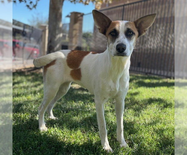 Medium Photo #1 Mutt Puppy For Sale in Riverside, CA, USA