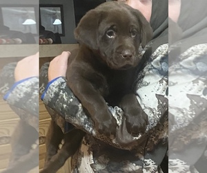 Labrador Retriever Puppy for sale in GARLAND, NC, USA