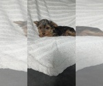 Small Photo #59 Yorkshire Terrier Puppy For Sale in BENSON, NC, USA