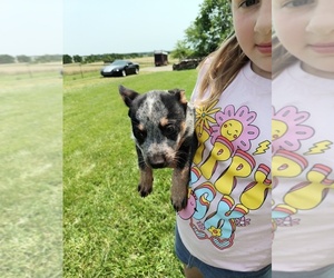 Australian Cattle Dog Puppy for sale in WEST ALEXANDRIA, OH, USA