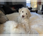 Small Photo #39 Goldendoodle Puppy For Sale in DAVIS, CA, USA