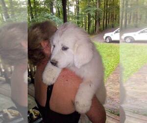 Great Pyrenees Puppy for sale in MORGANTOWN, WV, USA