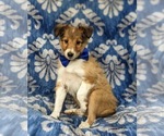 Small Photo #3 Shetland Sheepdog Puppy For Sale in CHRISTIANA, PA, USA