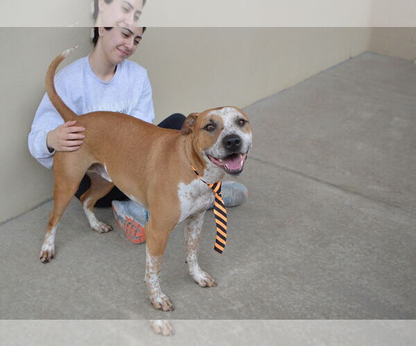 Medium Photo #3 Red Heeler-Unknown Mix Puppy For Sale in McKinney, TX, USA