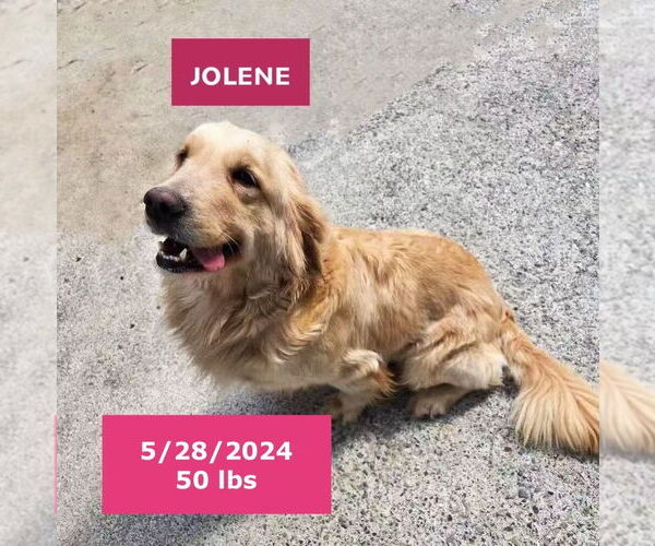 Medium Photo #16 Golden Retriever Puppy For Sale in West Hollywood, CA, USA