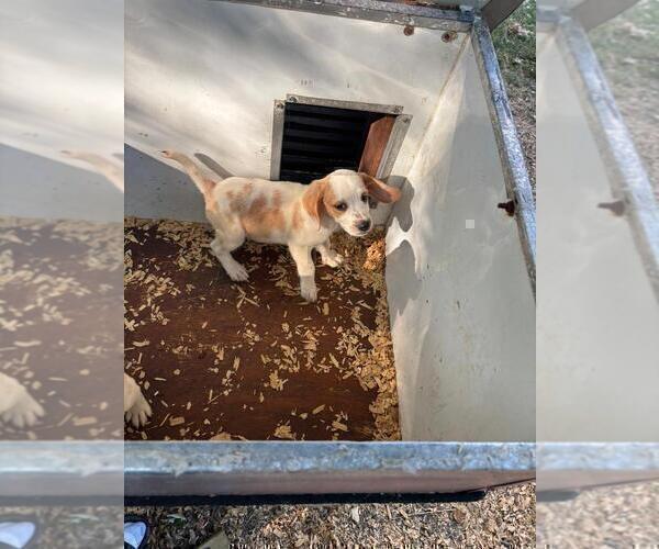 Medium Photo #3 Beagle Puppy For Sale in LAKE VILLAGE, IN, USA