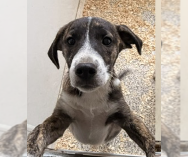 Medium Photo #3 Plott Hound-Unknown Mix Puppy For Sale in Unionville, PA, USA
