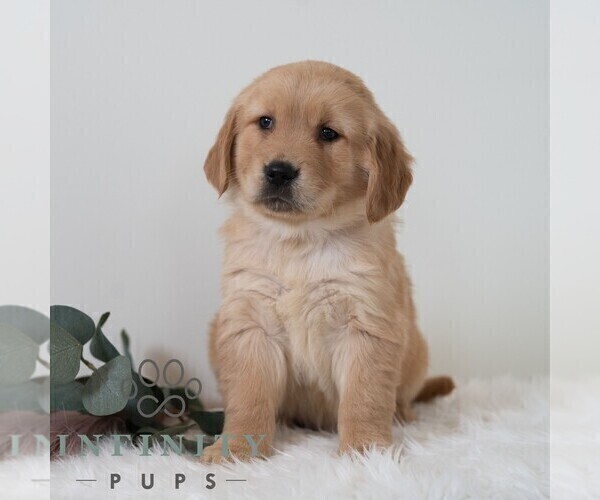 Medium Photo #4 Golden Retriever Puppy For Sale in NEWPORT, PA, USA
