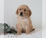 Small #3 Golden Retriever