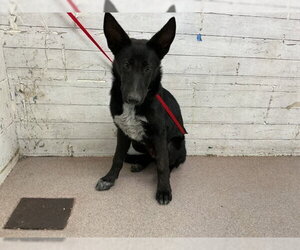 German Shepherd Dog Dogs for adoption in San Bernardino, CA, USA
