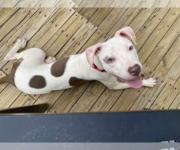 Medium Photo #2 American Pit Bull Terrier Puppy For Sale in Alexandria, VA, USA