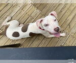 Small #1 American Pit Bull Terrier