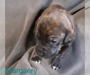 American Staffordshire Terrier-Catahoula Leopard Dog Mix Puppy for sale in JACKSONVILLE, NC, USA