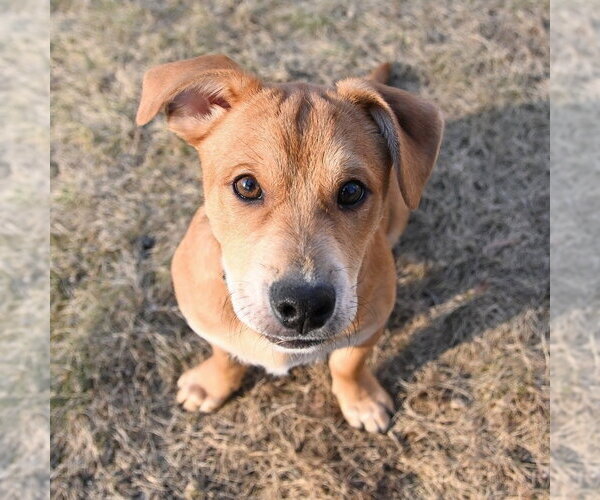 Medium Photo #4 Beagle-Unknown Mix Puppy For Sale in Arlington, VA, USA