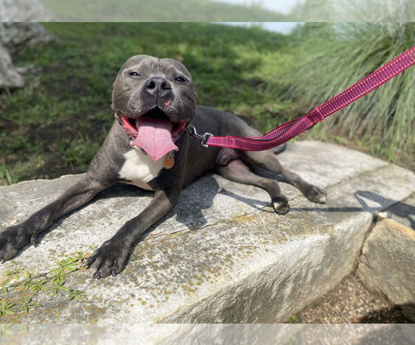 Medium Photo #2 American Staffordshire Terrier Puppy For Sale in Rosenberg, TX, USA