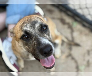 Catahoula Leopard Dog-Unknown Mix Dogs for adoption in Tulsa, OK, USA